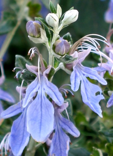 Teucrium fruticans / Camedrio femmina